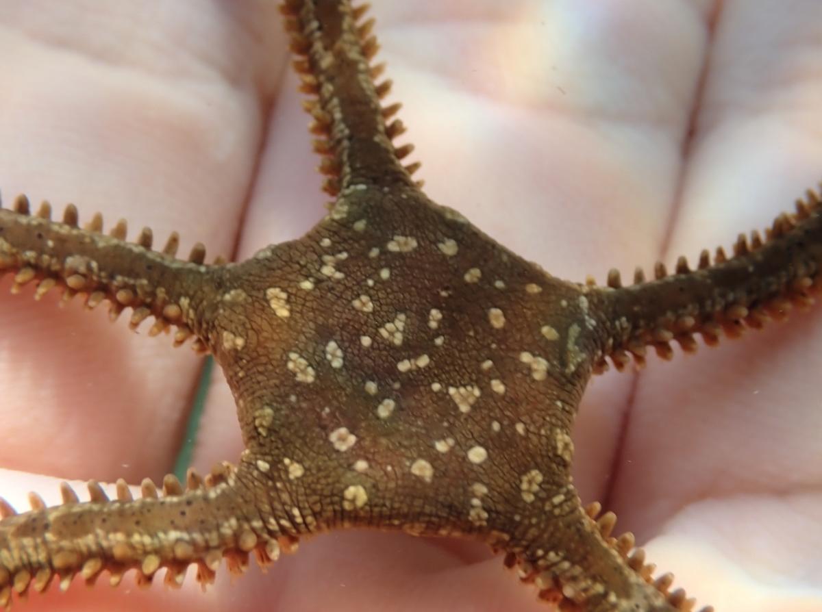 <p>Je l'ai enfin trouvée ! </p><p>Sous une pierre à très faible 
profondeur, sur une plage rocailleuse très fréquentée de Toulon. Cette 
espèce n...