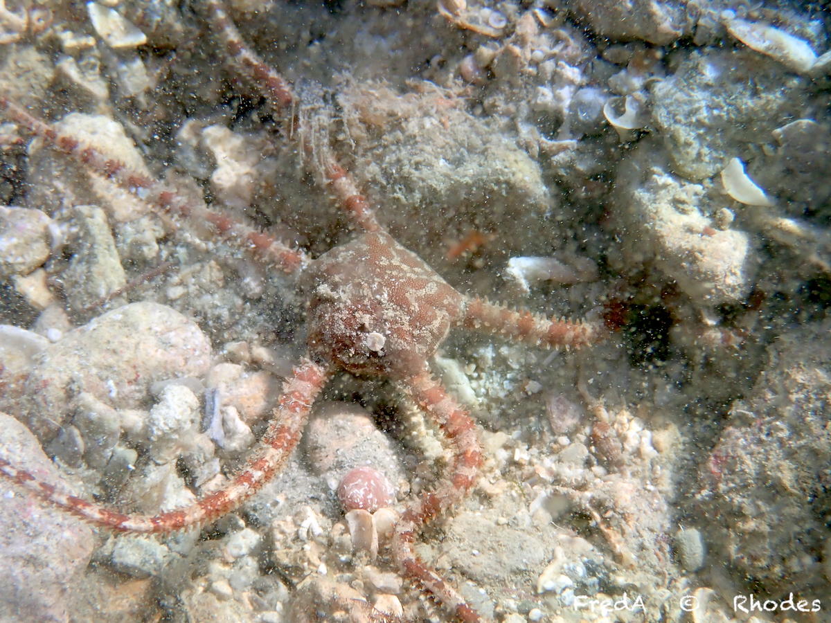 <p>Merci Roberto,</p><p>sinon sur environ 70 observations je n'ai trouvé que 2 <em>Ophiomyxa pentagona</em> (Corse et Rhodes =&gt; photo jointe), d...