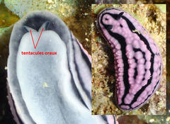 Appel à photos tentacules oraux Phyllidiella