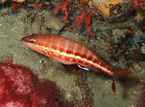 Appendice, parasite ou autre ? sous l'abdomen de ce serran