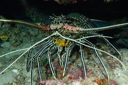 "Appendices" sous langouste