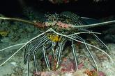 "Appendices" sous langouste