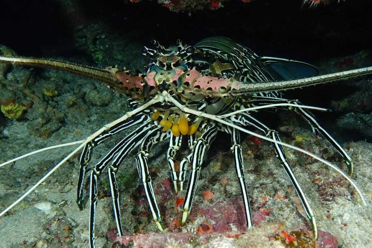 "Appendices" sous langouste