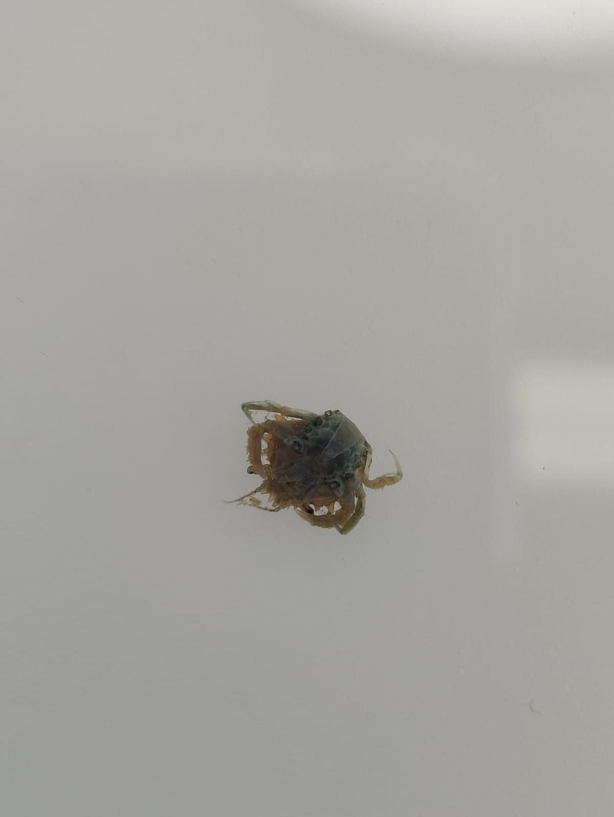 <p>Merci beaucoup pour cette identification, en effet j'étais parti sur une fausse piste... Voici une photo ventrale pour compléter, on peut voir q...