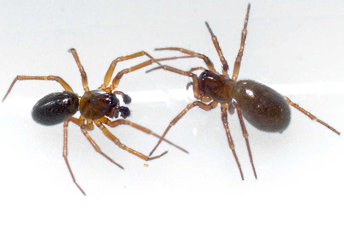 Araignée de mer à SPM, mais du genre araignée à huit pattes !