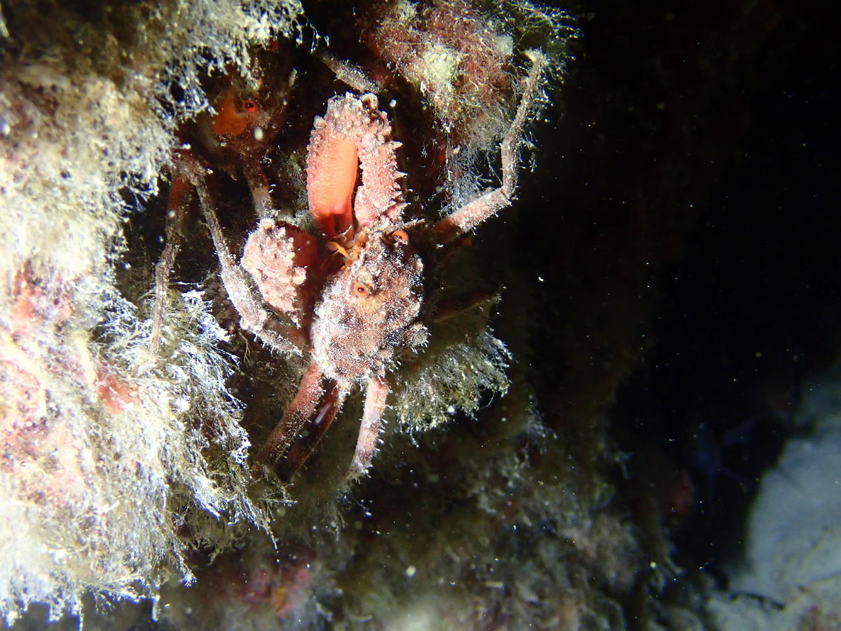 Araignée de mer ridée