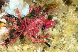 Araignée de mer ridée ou goutteuse ou aucune des 2?