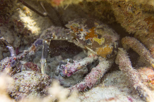 Araignée de Mer Verruqueuse et/ou Crabe Royal des Caraïbes