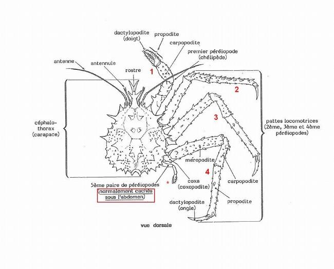 chez les crabes de cette famille<br /><br />image jointe