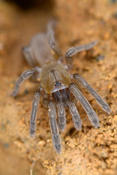 Araignée mygalomorphe marine de Mayotte