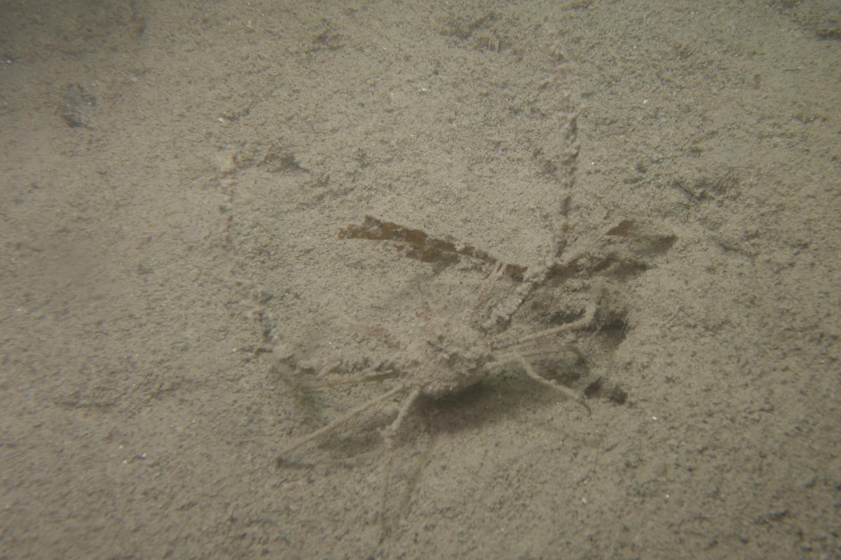 Araignée ou macropode ?