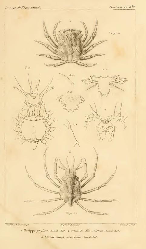 Et celui-là, qu'en pensez-vous  ?<br /><em>Micippe phylira</em>, Leach, in Latreille 1825