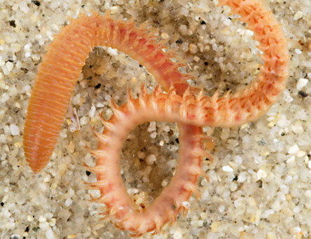 <p>Bonjours,</p><p> Orbiniidae peut être.</p><p><a href="https://nature22.com/estran22/vers/annelides/annelides_sedentaires.html">https://nature22....