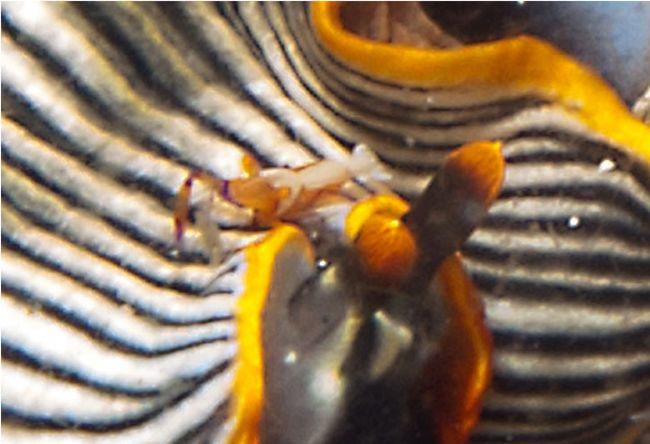 Je ne sais pas si ça peut aider, mais sur la première photo que j'ai pu prendre, une crevette apparait sur un des individus.<br /><br />espèce comm...