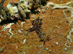 Arthropode?