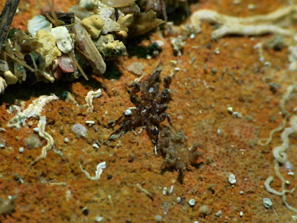 Arthropode?