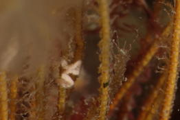 Arthropode