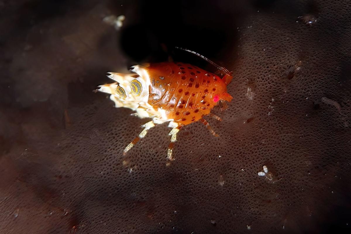 Arthropode bien décoré ??
