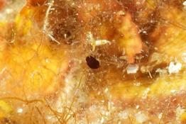 Arthropode2