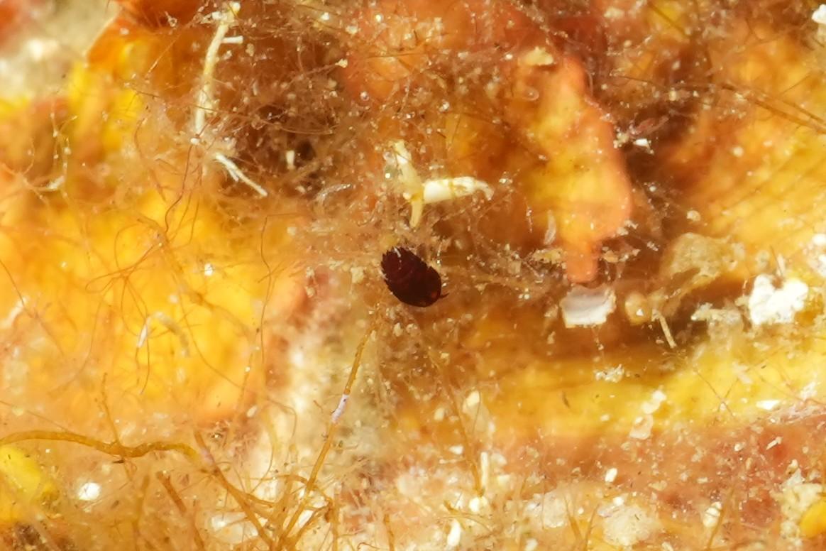 Arthropode2
