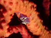 Arthropode3