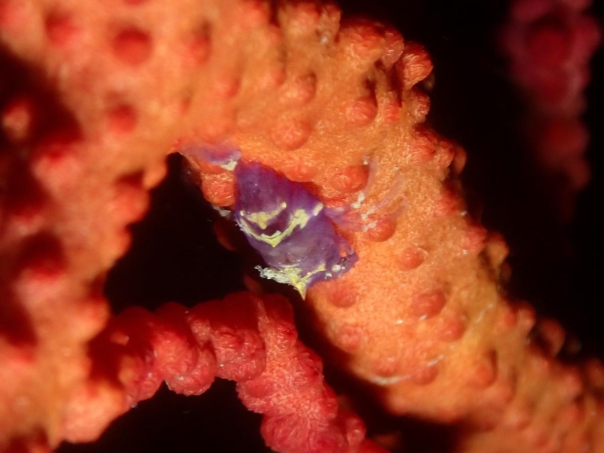 Arthropode3