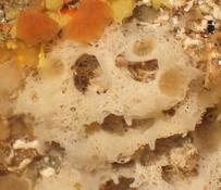 Ascandra contorta?