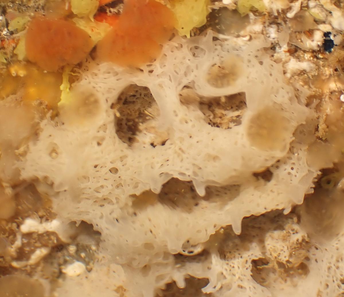 Ascandra contorta?