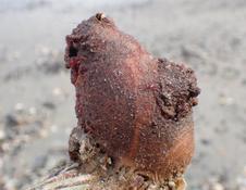 Ascidia a identificar