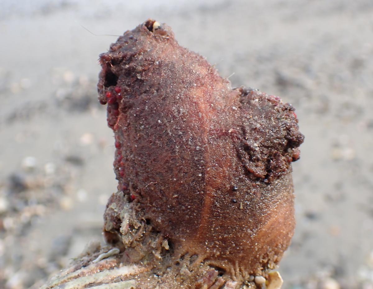 Ascidia a identificar