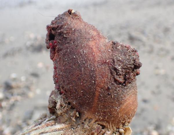 Ascidia a identificar