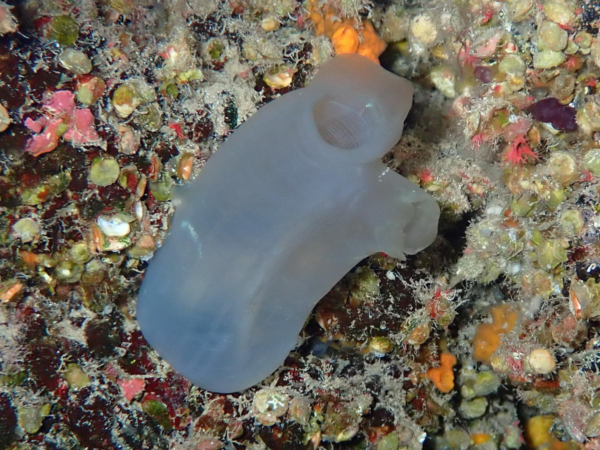 <p>Bonjour,,</p><p>Alors Ciona intestinalis, C. robusta ou autre ?<br>Une autre photo, prise également à El Hierro.</p>