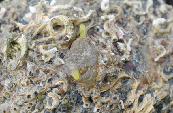 Ascidie avec siphons jaune ?