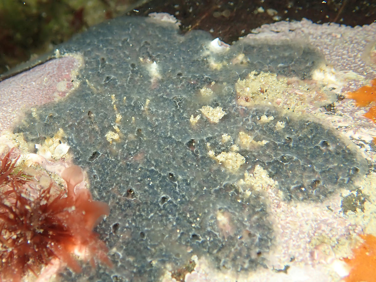 Ascidie coloniale (Manche) : Trididemnum ?