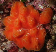 Ascidie composée de Marseille