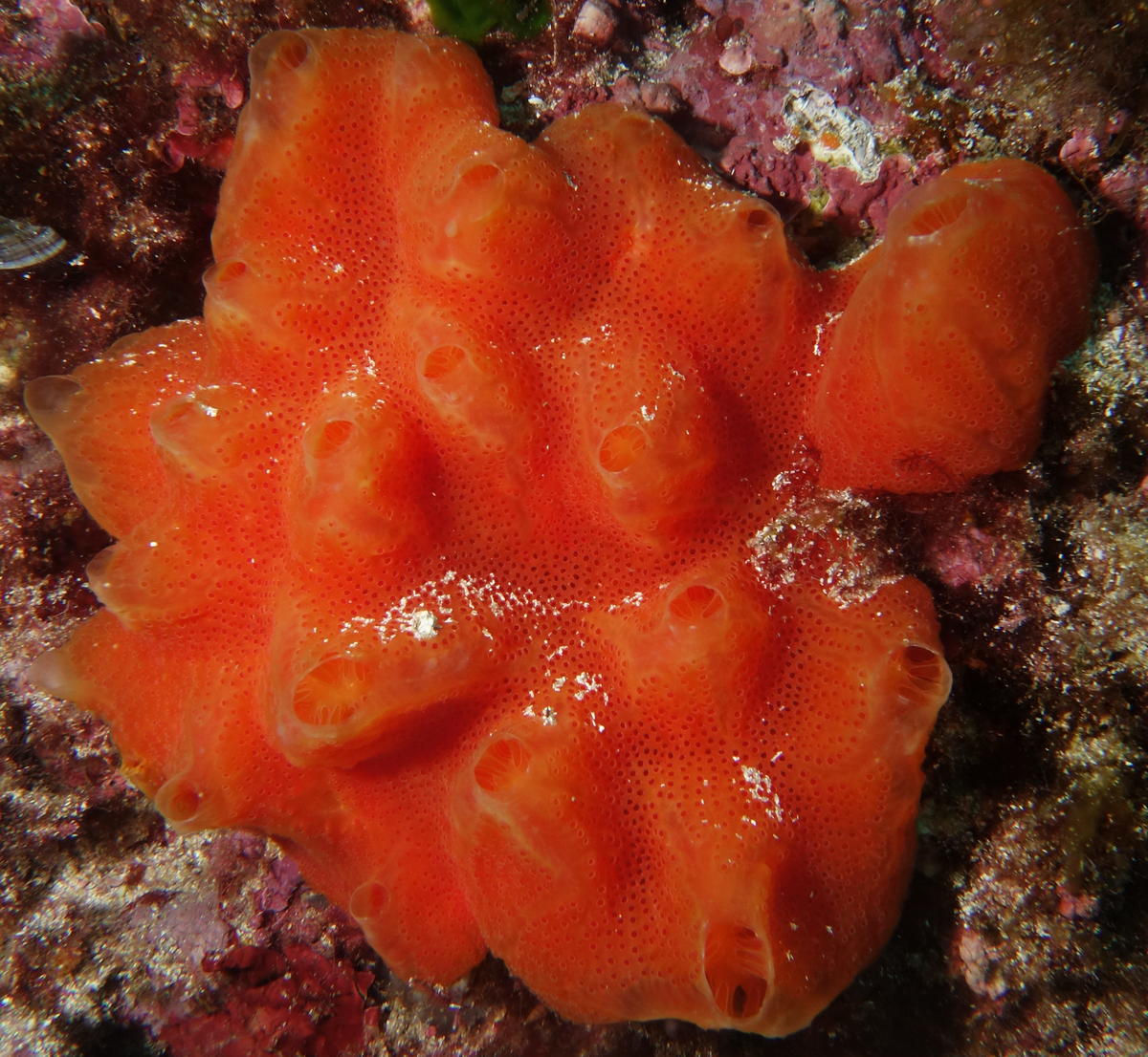 Ascidie composée de Marseille