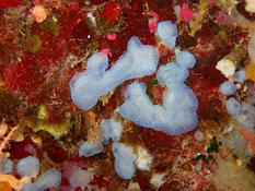Ascidie de Port Cros