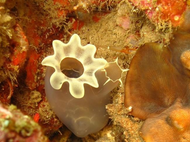 <p>Merci Fred et Sylvain. Je m’y perd un peut dans les Taxons. Sur le lien, il y a marquer «Ordre PHLEROBRANCHIA». Dans WORMS «<a href="http://www....