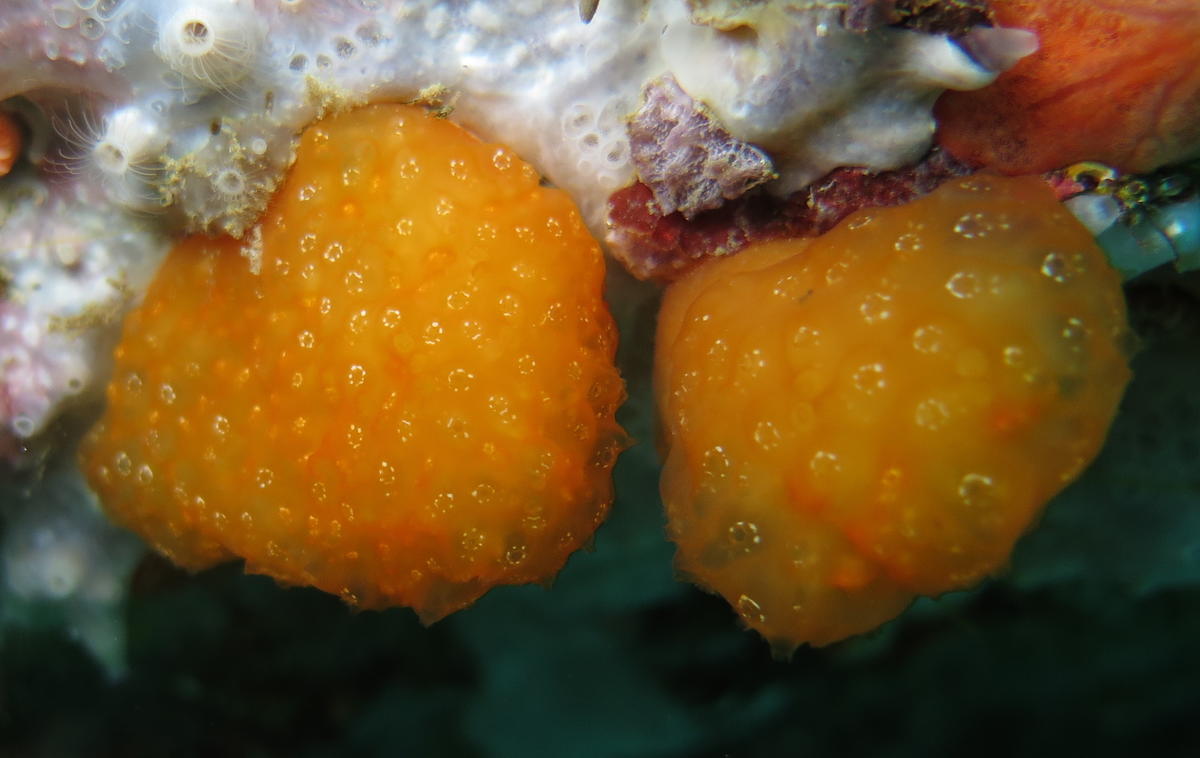 ASCIDIE GLOBULEUSE DE MÉDITERRANÉE ?