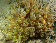 Ascidie nouvelle à Thau, Polyandrocarpa zorritensis ?