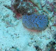 Ascidie ou corail?