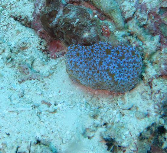 Ascidie ou corail?