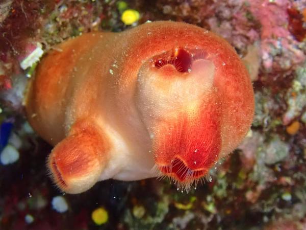 ascidie rouge peu commune