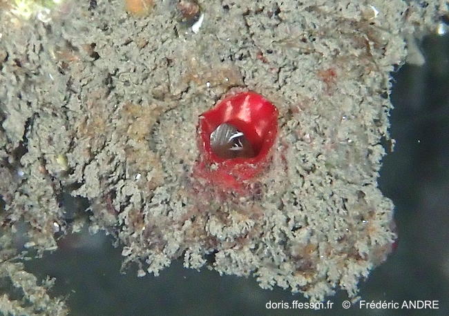 Ascidie sale à siphons rouges et tentacules blancs ramifiés