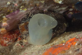 Ascidie solitaire de Corse