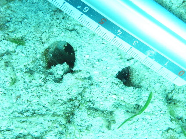 Les mesures.<br />On ne l'a pas retrouvé à plus de 10 cm de profondeur !!!!<br />Sachant que l'on exclu <em>Ascidia sydneiensis.</em>..