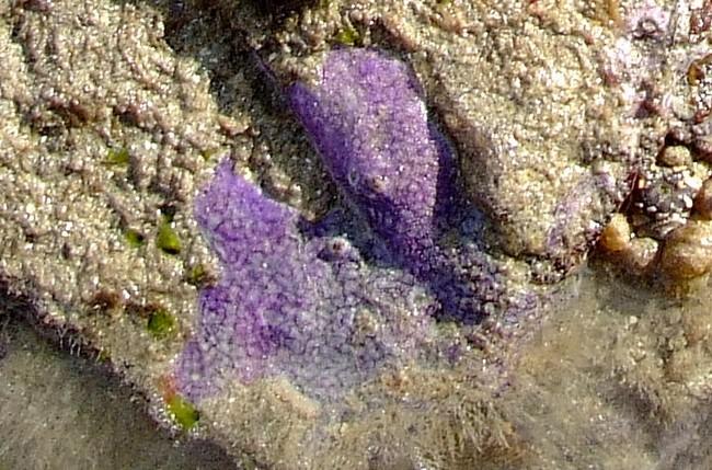 Certainement de la même espèce mais d'une couleur peu commune dans la mer.