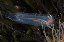 Ascidiella aspersa ou ciona intestinalis