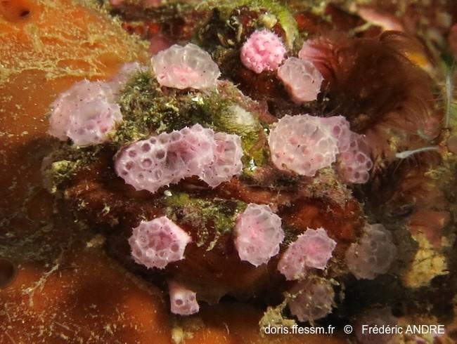 Pour les petites "framboises" (ou fraises) ponctuées de rouge et communes à Mayotte, j'ai trouvé <em><strong>Didemnum cuculliferum</strong></em> (l...