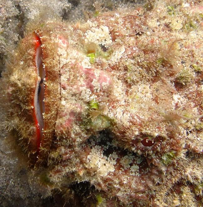 Je ne crois pas que ce soit ça : ces scorpions n'ont aucun prédateur à l'âge adulte, si j'ai bien compris, et la murène ne représentait aucun dange...